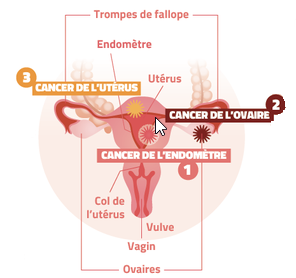 inca appareil reproducteur feminin fo7pv5u3w0nd 68a81db09132b