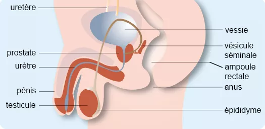 ameli appareil genital masculin nzzqr4jfzewy 6903773477787